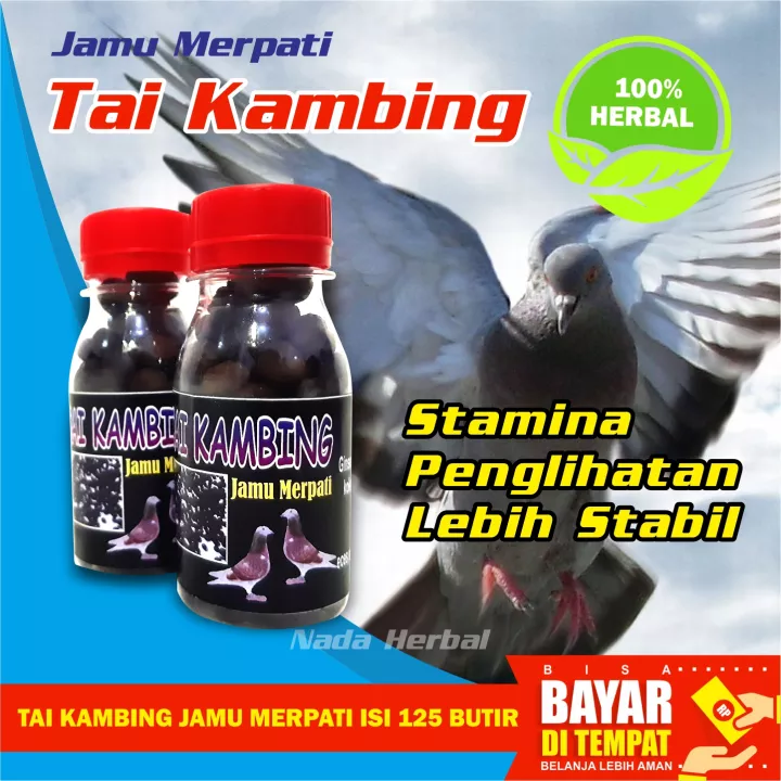 Detail Gambar Merpati Kambing Nomer 11