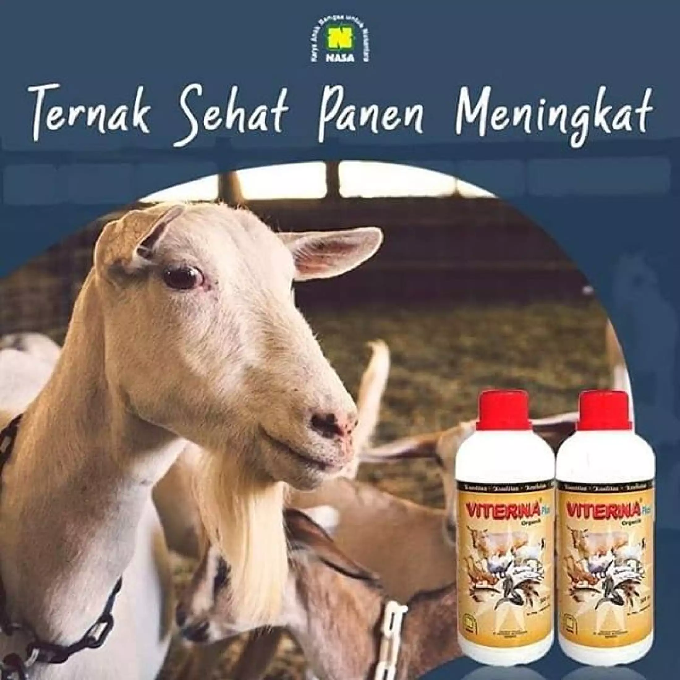 Detail Gambar Merpati Kambing Nomer 14