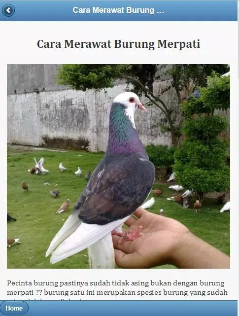 Detail Gambar Merpati Kolong Nomer 37