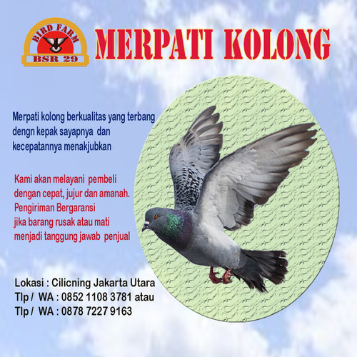 Detail Gambar Merpati Kolong Nomer 54