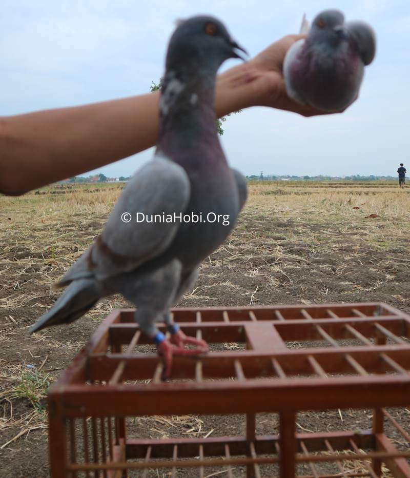 Detail Gambar Merpati Pos Juara Dunia Nomer 45