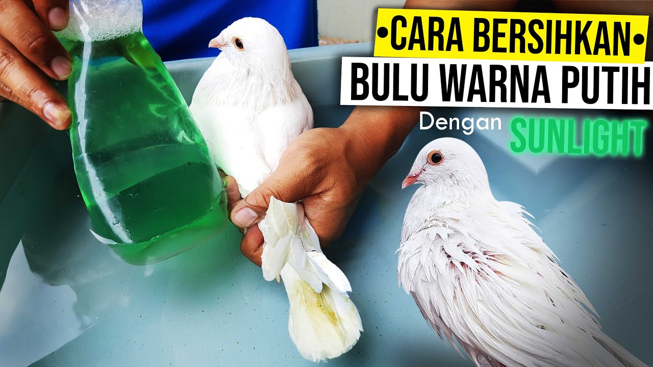 Detail Gambar Merpati Putih Keren Hitam Putih Nomer 46