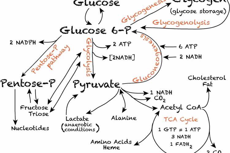 Gambar Metabolisme Karbohidrat - KibrisPDR