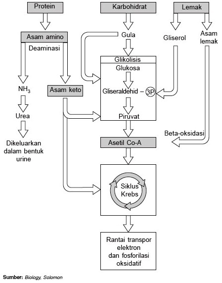 Detail Gambar Metabolisme Karbohidrat Nomer 10