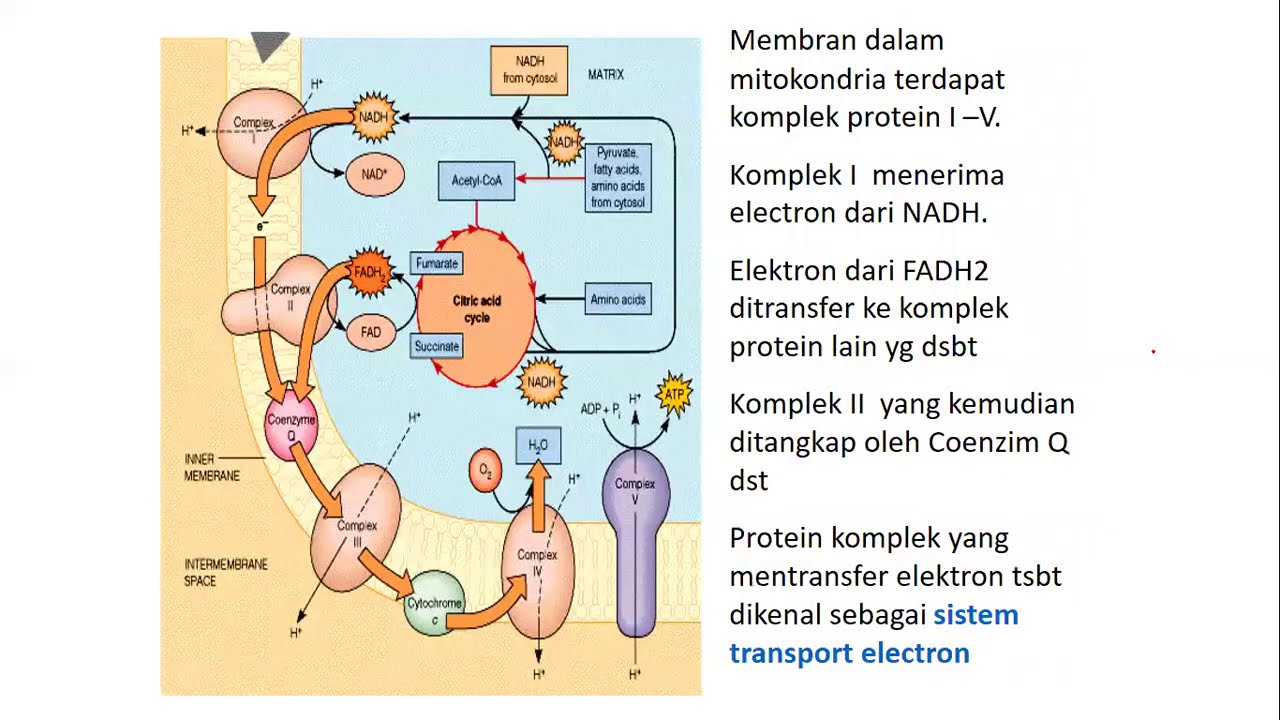 Detail Gambar Metabolisme Karbohidrat Nomer 13