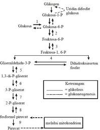 Detail Gambar Metabolisme Karbohidrat Nomer 18