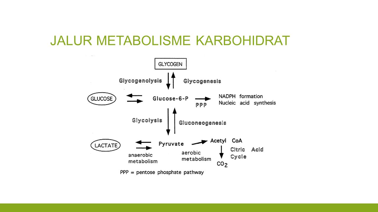 Detail Gambar Metabolisme Karbohidrat Nomer 19