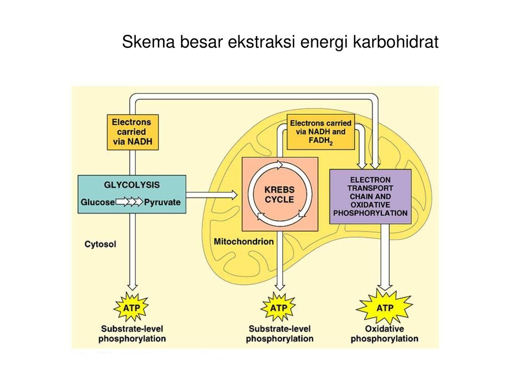 Detail Gambar Metabolisme Karbohidrat Nomer 20