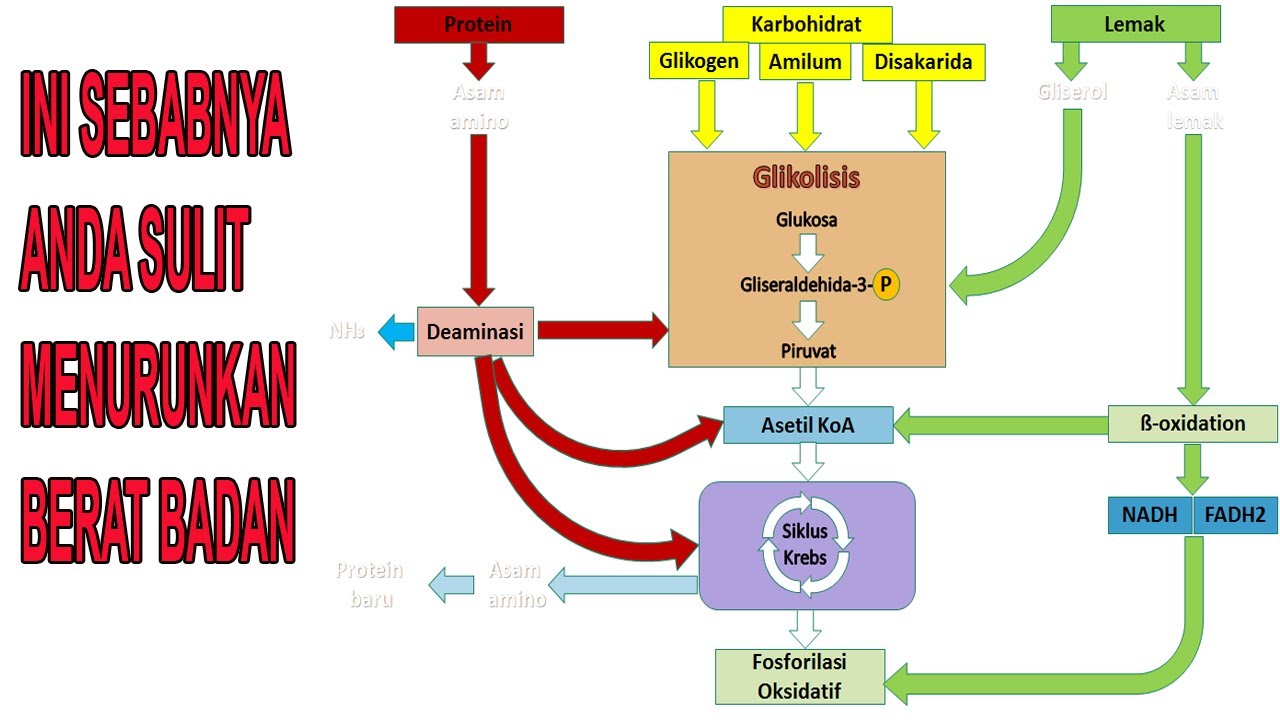 Detail Gambar Metabolisme Karbohidrat Nomer 3