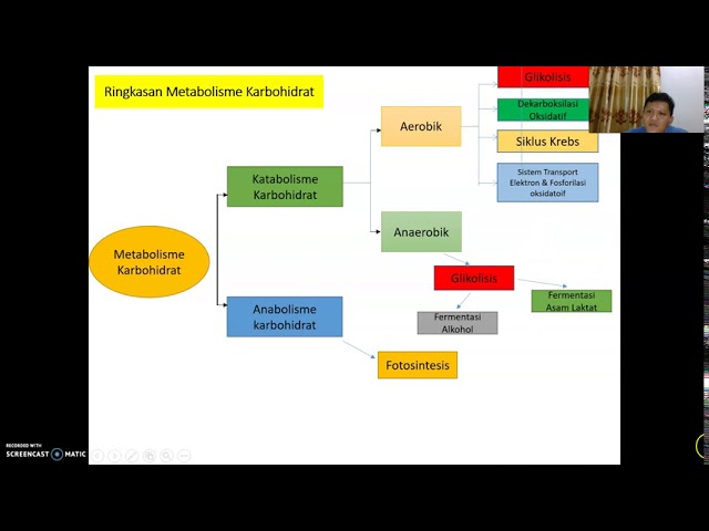 Detail Gambar Metabolisme Karbohidrat Nomer 32