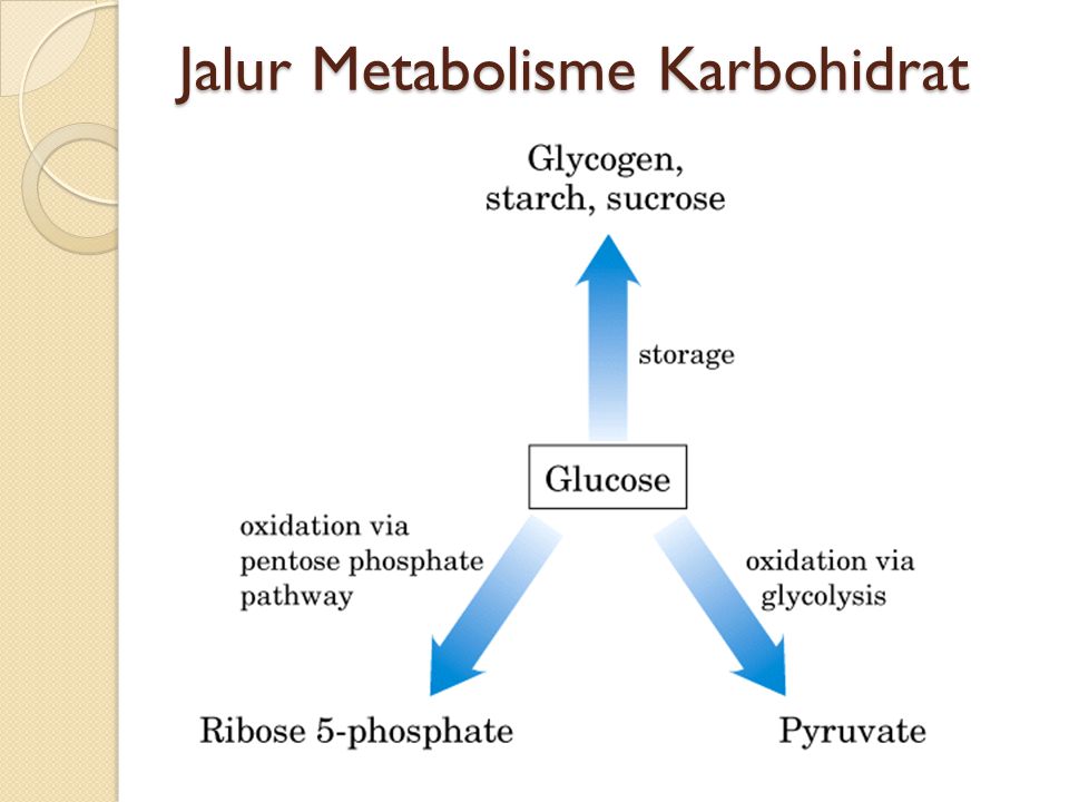 Detail Gambar Metabolisme Karbohidrat Nomer 34