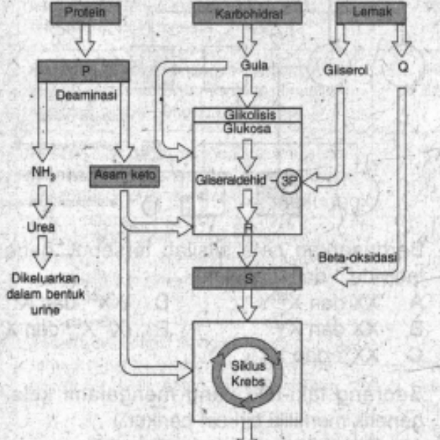Detail Gambar Metabolisme Karbohidrat Nomer 36