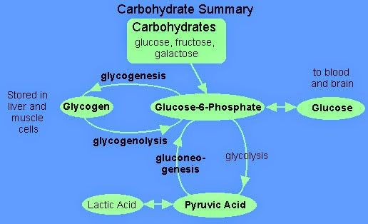 Detail Gambar Metabolisme Karbohidrat Nomer 5
