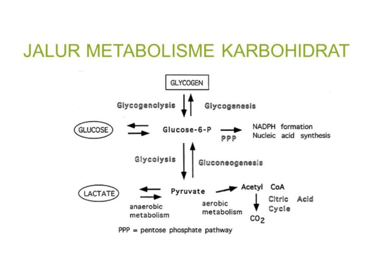 Detail Gambar Metabolisme Karbohidrat Nomer 6