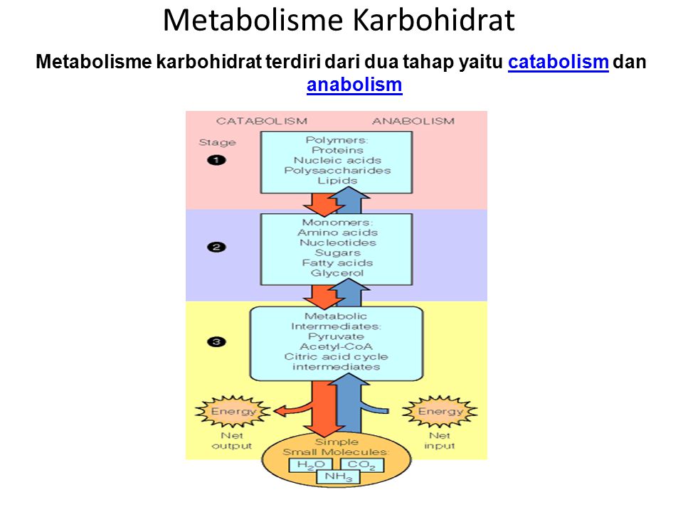 Detail Gambar Metabolisme Karbohidrat Nomer 8