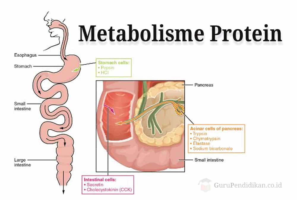 Gambar Metabolisme Protein - KibrisPDR