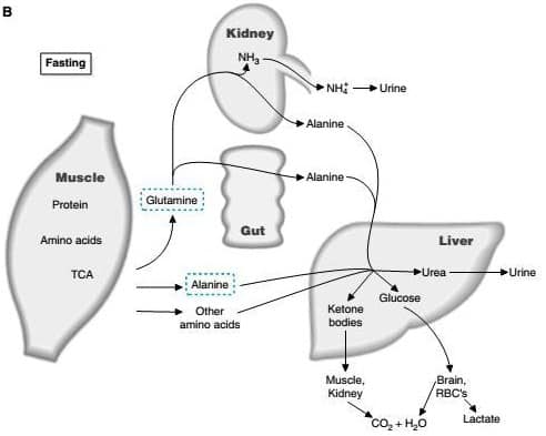 Detail Gambar Metabolisme Protein Nomer 2