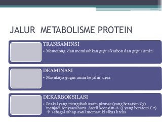 Detail Gambar Metabolisme Protein Nomer 11