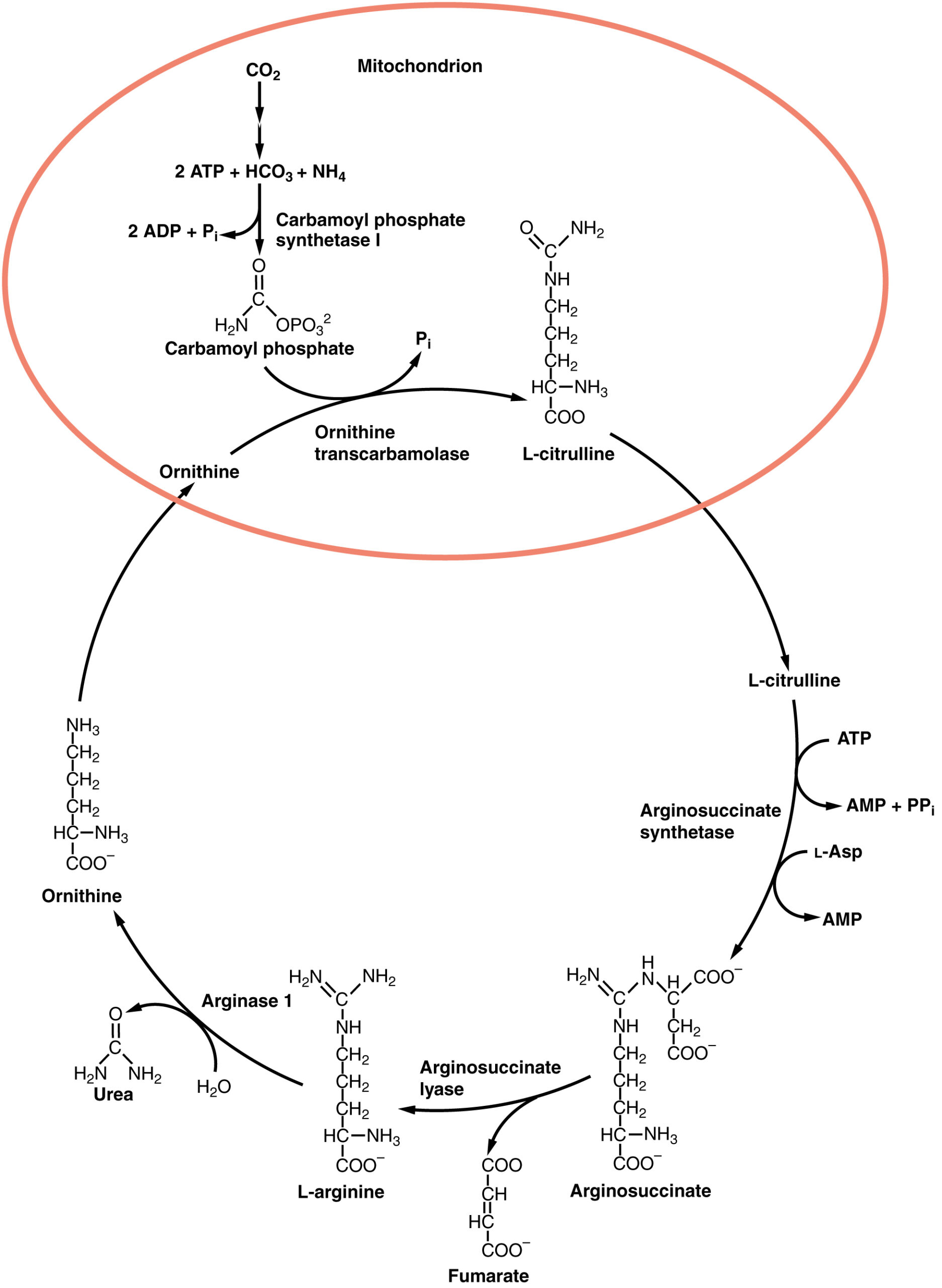 Detail Gambar Metabolisme Protein Nomer 13