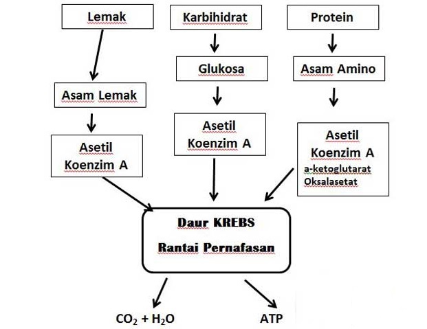 Detail Gambar Metabolisme Protein Nomer 15