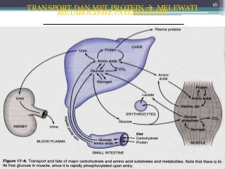 Detail Gambar Metabolisme Protein Nomer 16