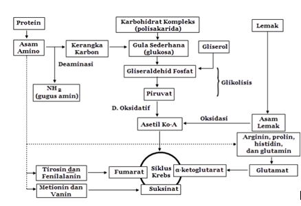 Detail Gambar Metabolisme Protein Nomer 17