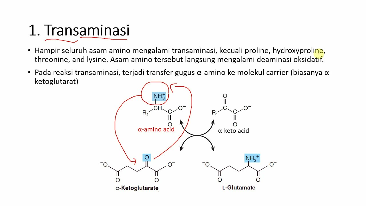 Detail Gambar Metabolisme Protein Nomer 18