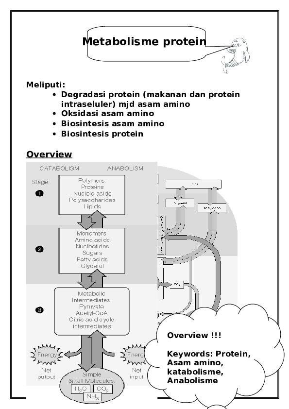 Detail Gambar Metabolisme Protein Nomer 21