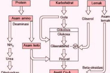 Detail Gambar Metabolisme Protein Nomer 22