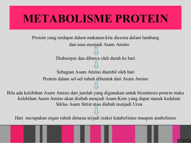 Detail Gambar Metabolisme Protein Nomer 24