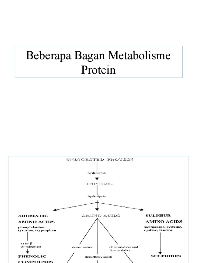 Detail Gambar Metabolisme Protein Nomer 25