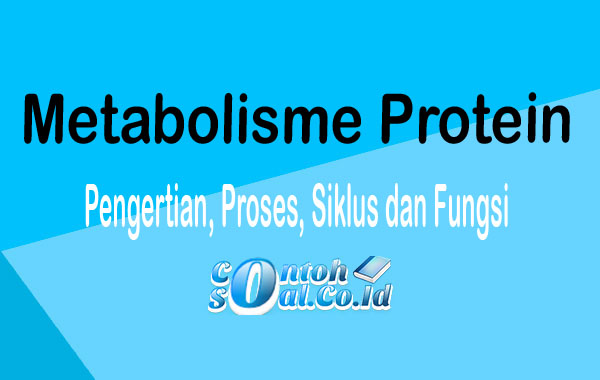 Detail Gambar Metabolisme Protein Nomer 30