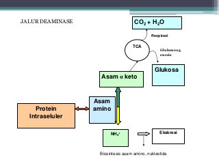 Detail Gambar Metabolisme Protein Nomer 31