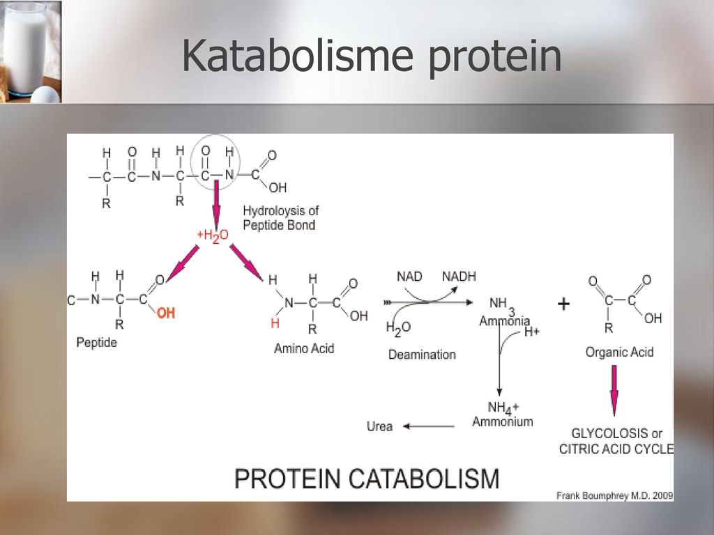 Detail Gambar Metabolisme Protein Nomer 33