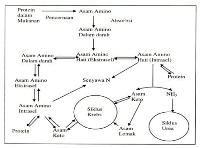 Detail Gambar Metabolisme Protein Nomer 6