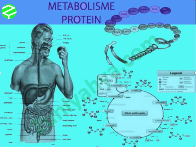 Detail Gambar Metabolisme Protein Nomer 46