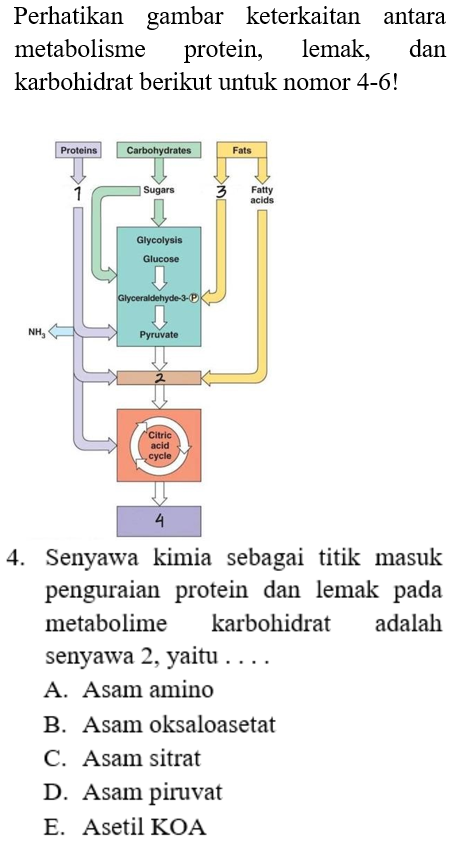 Detail Gambar Metabolisme Protein Nomer 49
