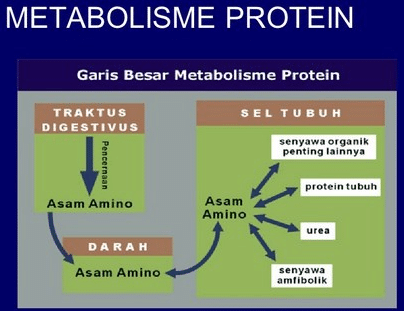 Detail Gambar Metabolisme Protein Nomer 8