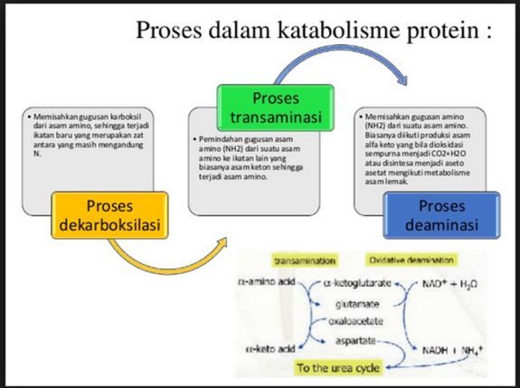 Detail Gambar Metabolisme Protein Nomer 10