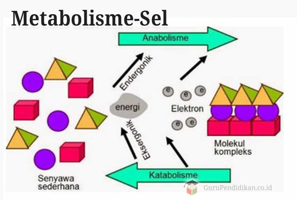 Gambar Metabolisme Sel - KibrisPDR