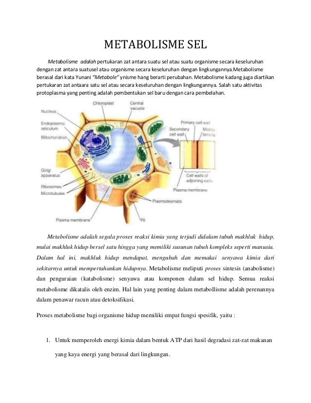 Detail Gambar Metabolisme Sel Nomer 3