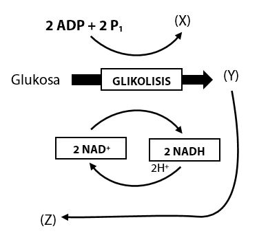 Detail Gambar Metabolisme Sel Nomer 19