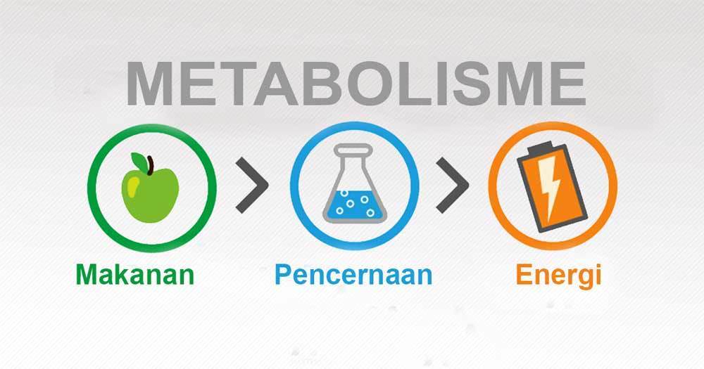 Detail Gambar Metabolisme Sel Nomer 24