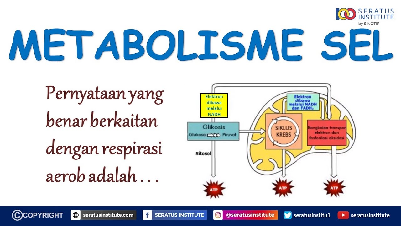 Detail Gambar Metabolisme Sel Nomer 46