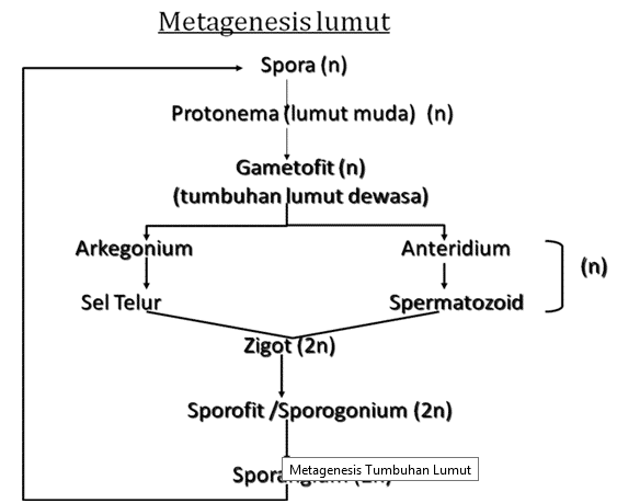 Gambar Metagenesis Tumbuhan Lumut - KibrisPDR