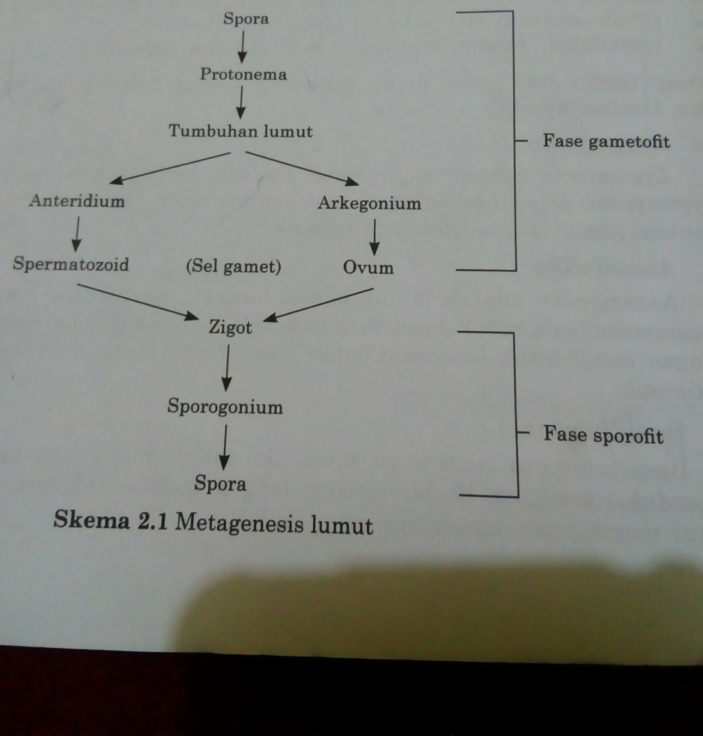 Detail Gambar Metagenesis Tumbuhan Lumut Nomer 12