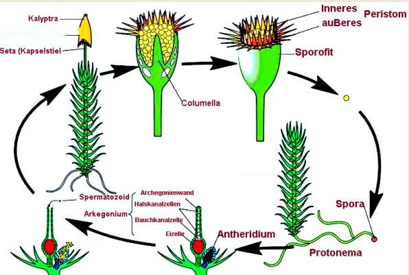 Detail Gambar Metagenesis Tumbuhan Lumut Nomer 15