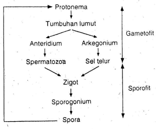 Detail Gambar Metagenesis Tumbuhan Lumut Nomer 18