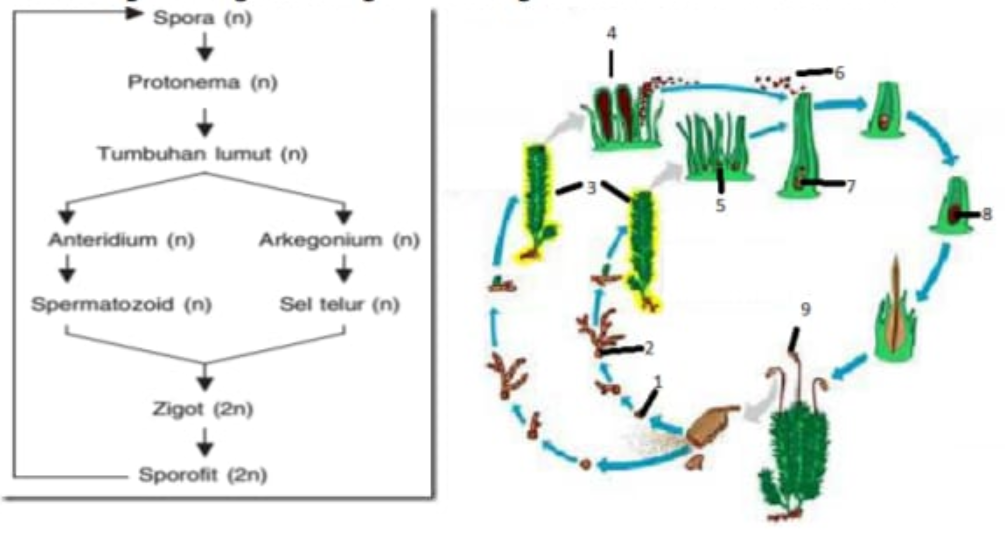 Detail Gambar Metagenesis Tumbuhan Lumut Nomer 29