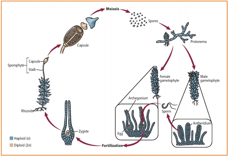 Detail Gambar Metagenesis Tumbuhan Lumut Nomer 30